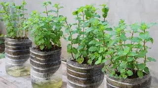 How to grow mint in plastic bottles with water at home