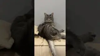Все лучшее для питомца 😹 