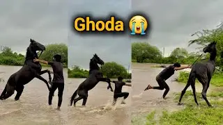 Aaj to hamara GHODA  nadi me chala gaya 😢 || marwadi Horse ||