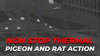 Non Stop Thermal Feral Pigeon and Rat Action