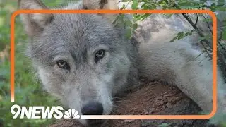 Wolf pup could be 9 weeks old, Colorado biologist says