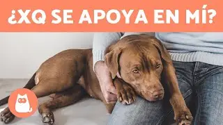 ¿Por qué mi PERRO se APOYA encima de mí? 🧍🏻‍♀️🐕 (4 Razones)