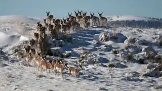 Класс Млекопитающие. Систематика