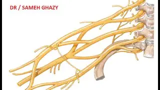 BRACHIAL PLEXUS DR / SAMEH GHAZY