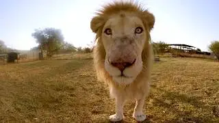 Surrounded by White Lions - 4K 360° VR