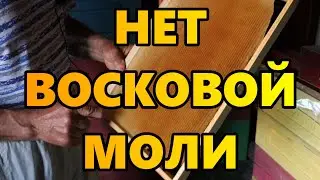 Нет восковой моли.