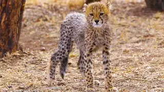 Cute Baby Cheetahs Make New Friends | The Lion Whisperer