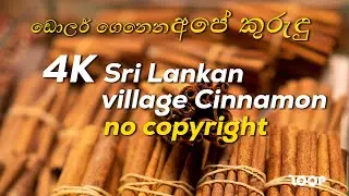 Sri Lankan Cinnamon | Big Business | World’s Pure Cinnamon Is Produced In Sri Lanka