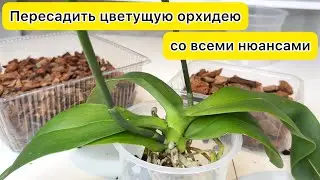 Пересадить орхидею со всеми нюансами / Орхидея после всех стрессов не сбросила ни одного цветочка