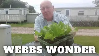 Webbs Wonder Lettuce plus A Tomato Error