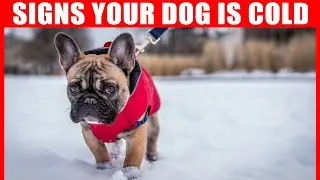 How to Tell if Your Dog is Cold? and Why Do Dogs Shiver?