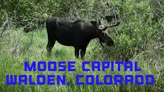 Moose near Walden (The Moose Capital of Colorado)