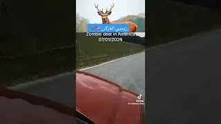 zombie deer in America 2024