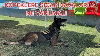 KÖPEKLERE SICAK HAVALARDA NE YAPILMALI ⁉️ 