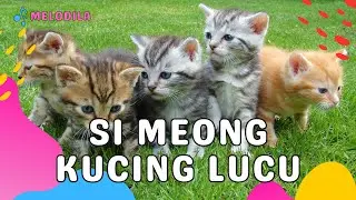 🔴 LAGU SI MEONG KUCING LUCU - Lagu Anak Kecil | Lagu Anak Indonesia | Lagu Anak Balita | Lagu Anak