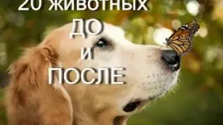 20 Животных до и после ! Слабо нервным не смотреть!!!!