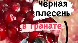 Начал с чёрной плесени, закончил иммунитетом