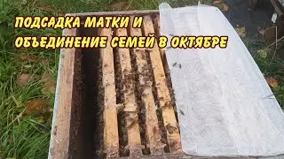 пчеловодство подсадка матки объединение семей в октябре