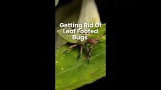 Getting Rid Of Leaf Footed Bugs