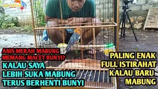 ANIS MERAH MABUNG EMANG MACET BUNYI OM? KALAU SAYA SENDIRI BURUNG MABUNG PALING SENENG YA ISTIRAHAT