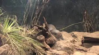 Giant Otters at Chester Zoo