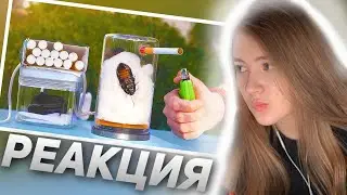 ГАЕЧКА СМОТРИТ ЧТО ЕСЛИ ТАРАКАН ВЫКУРИТ 20 СИГАРЕТ?