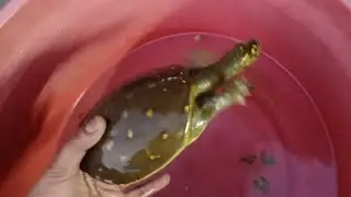 turtle 🐢 कछुआ क्या खाता है?? #turtle #help 🙏 #youtube