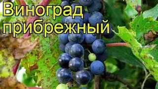 Виноград прибрежный. Краткий обзор: Виноград прибрежный описание характеристик, где купить саженцы