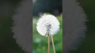 Best way to deal with dandelions