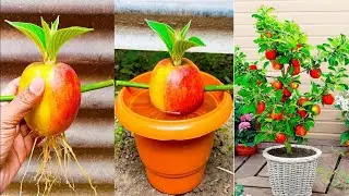 How to grow apple tree at home || propagate apple tree step by step