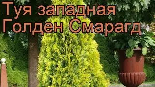 Туя западная Голден Смарагд (golden smaragd) 🌿 обзор: как сажать, саженцы туи Голден Смарагд