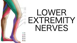 Lower Extremity Nerve Injuries