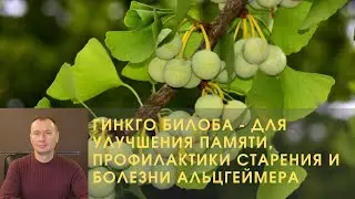 ГИНКГО БИЛОБА - ДЛЯ УЛУЧШЕНИЯ ПАМЯТИ, ПРОФИЛАКТИКИ СТАРЕНИЯ И БОЛЕЗНИ АЛЬЦГЕЙМЕРА