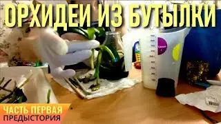 ФЛАСКА! СЕЯНЦЫ ОРХИДЕЙ ИЗ БУТЫЛКИ! РОЖДЕНИЕ ОРХИДЕЙ ИЗ БУТЫЛКИ! КАК РАЗМЫТЬ ФЛАСКУ? ОПЫТ ЗРИТЕЛЯ!