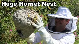 Why You Should Never Approach A Hornet Nest - Whats Inside An Active Colony. Mousetrap Monday