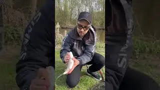 А вы уже открыли сезон по белому  хищнику? #fishing #рыбалка #fishingvideo #спиннинг