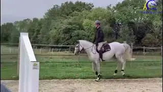 2016 BWB mare by Cicero vd Paemel  Flatwork FOR SALE