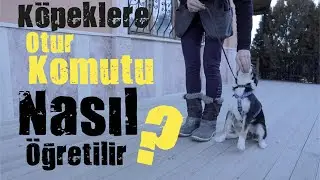 How to teach the sitting command in dogs