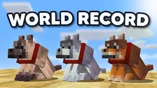 Becoming the FASTEST Person to Tame Every New Minecraft Wolf.