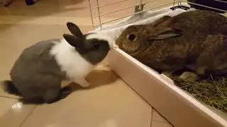 Have you ever heard rabbit sounds?