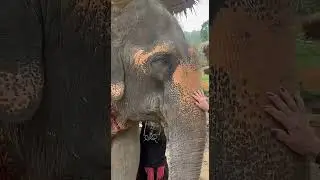 Пхукет, деревня слонов, купание со слоником, phuket, elephant village, bathing with an elephant