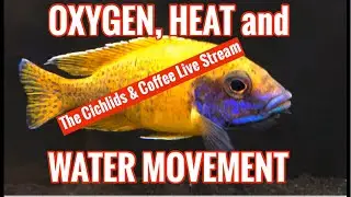 Oxygen, Heat and Water Movement in Our Fish Tanks - The Cichlids & Coffee LIVE STREAM!