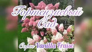 Обзор метельчатой гортензии Vanilla Fraise (Ванила Фрайз). Беларусь