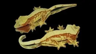 Top 10 Crested Gecko Morphs (Updated Version!)