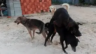 Awesome Rural Dogs !! Dog Meeting for the Summer Season in Village.