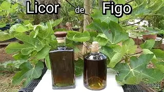 LICOR DE FIGO - Como Fazer Licor das Folhas de Figo, Licor Caseiro Artesanal