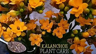 The Ultimate Guide On Kalanchoe Plant Care! (Road To Success)