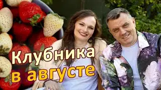 Самое важное видео о клубнике! Уход за клубникой после плодоношения КЛУБНИКА В АВГУСТЕ