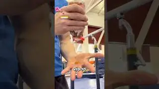 Зачем они обмазываются медом?!🍯😱