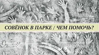 Совёнок  в парке. Чем помочь, как кормить? Правильная помощь птенцам сов.